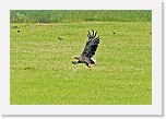 Merikotka2 White-tailed Eagle * 1844 x 1242 * (1.74MB)